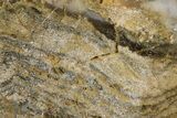 Polished Linella Avis Stromatolite - Million Years #180017-1